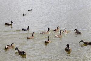 natura selvaggia con anatre di uccelli acquatici foto