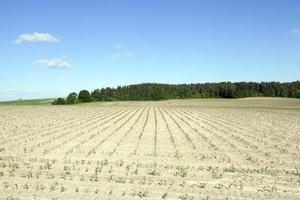 campo di grano, agricoltura foto