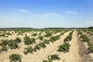 patate nel campo foto