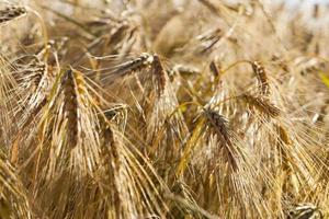 cereali da campo agricolo foto