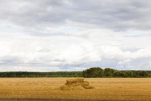 un campo agricolo foto