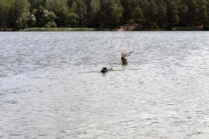 anatre selvatiche nell'ambiente naturale foto