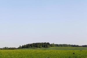 campo agricolo dove si coltiva l'erba foto