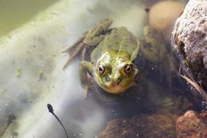 una rana che nuota nell'acqua foto