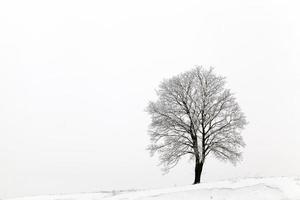 albero a foglie caduche senza foglie in inverno foto