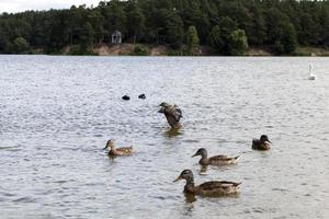 natura selvaggia con anatre di uccelli acquatici foto