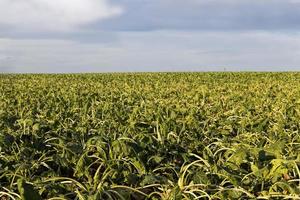 agricoltura con difficoltà nell'ottenere i raccolti foto