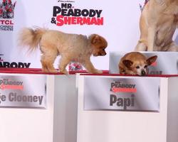 los angeles, 14 febbraio - george clooney il cane, papi al signor peabody onorato con impronte in cemento al teatro cinese tcl il 14 febbraio 2014 a los angeles, ca foto