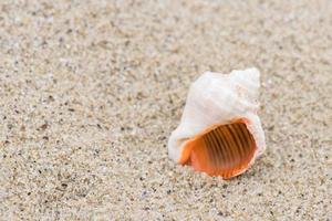 shell sulla spiaggia - copia spazio foto