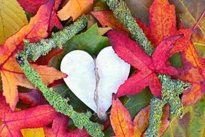 le foglie di autunno cadono con lo spazio vuoto della copia di forma di cuore di legno
