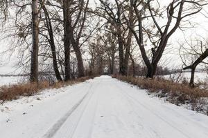 alberi sul ciglio della strada foto