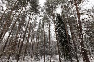 abeti e pini nella stagione invernale foto