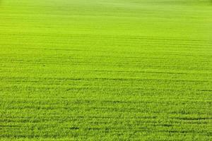 campo di grano verde foto