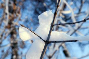 giovane foresta in inverno foto