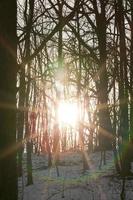 foresta d'inverno, primo piano foto