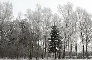 alberi d'inverno, primi piani foto