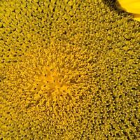 al centro dell'infiorescenza di girasoli gialli foto