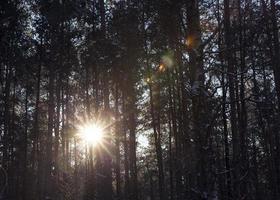 foresta d'inverno, primo piano foto