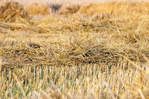 raccolto di terra di paglia foto