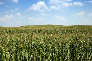 campo di grano, estate foto