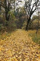 foresta di stagione autunnale foto