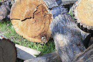 tronco di legno segato foto
