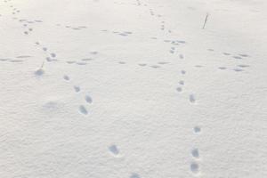 campo coperto di neve foto