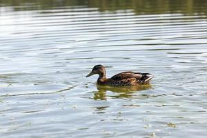 anatre selvatiche di uccelli acquatici foto