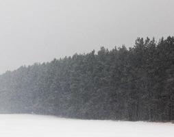 cumuli di neve nella nebbia invernale foto