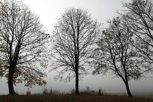 alberi in autunno foto