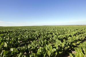 campo con barbabietola da zucchero foto