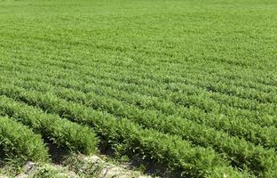 campo di carote verdi foto