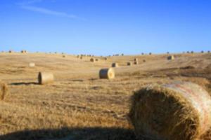 campo di cerealicoltura foto