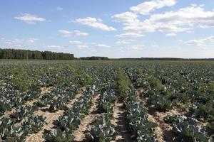 cavolo verde in un campo foto