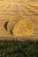 dopo la mietitura del grano foto