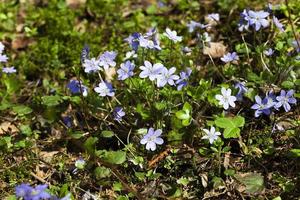 fiori primaverili, foresta foto