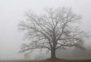 vecchia quercia enorme senza fogliame foto