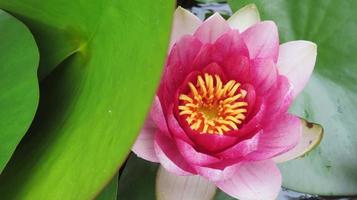 ninfea rosa fiore e foglie verdi primo piano foto