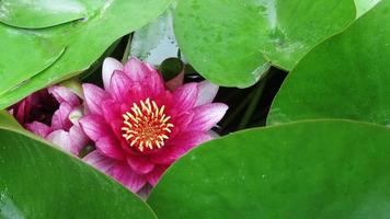 ninfea rosa e foglie verdi primo piano foto