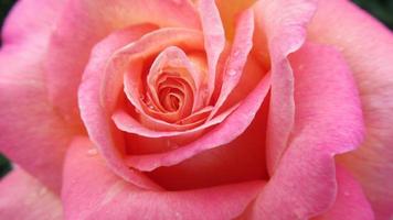 rosa rosa, primo piano del fiore foto