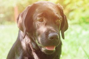 Ritratto di cucciolo di labrador retriever, animale domestico. un cane in una giornata di sole. un cane su uno sfondo verde. foto