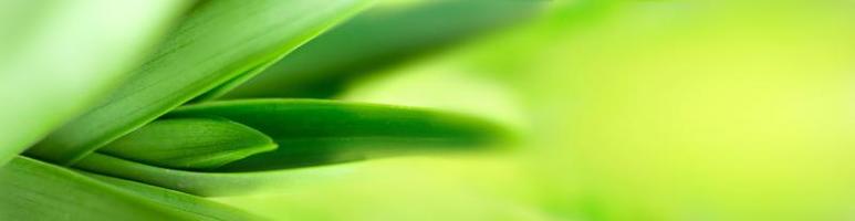 foglie sfocate natura dell'estate foglie verdi pianta a foglia verde naturale usata come sfondo foto