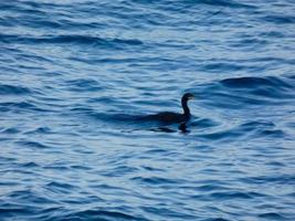 uccelli marini in attesa di una cattura, appollaiati su un mare azzurro e calmo foto