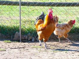 galline semi-ruspante, biologiche e sane foto