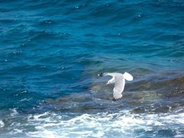 gabbiani sugli scogli della costa con fondale foto