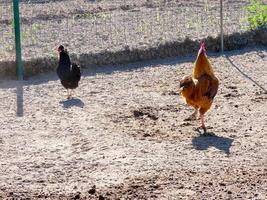 galline semi-ruspante, biologiche e sane foto