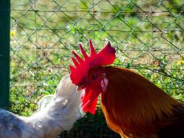 galline semi-ruspante, biologiche e sane foto