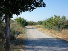 strada sterrata solitaria con vegetazione secca ai lati foto