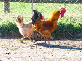 galline semi-ruspante, biologiche e sane foto