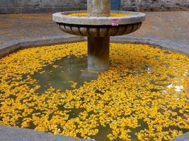 petali gialli nell'acqua di una fontana di pietra foto